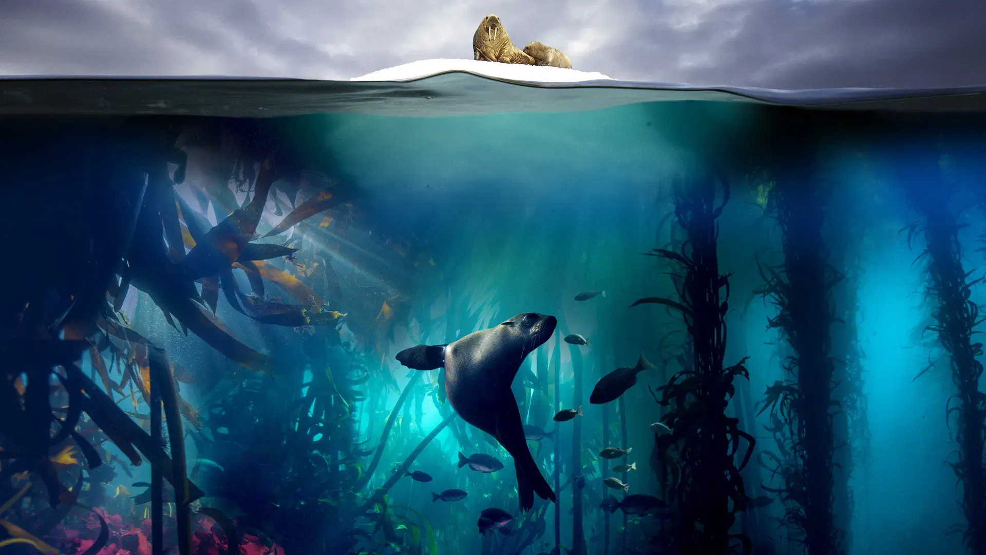 Blue Planet II backdrop