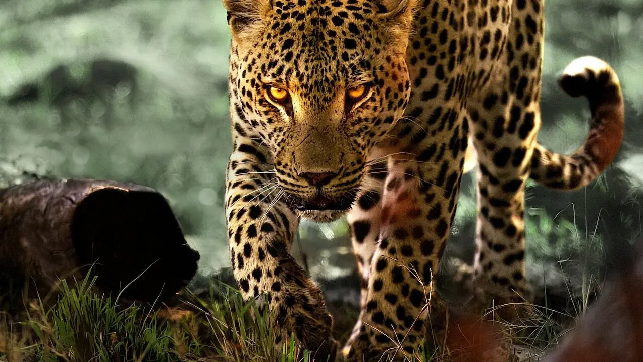 Living with Leopards backdrop