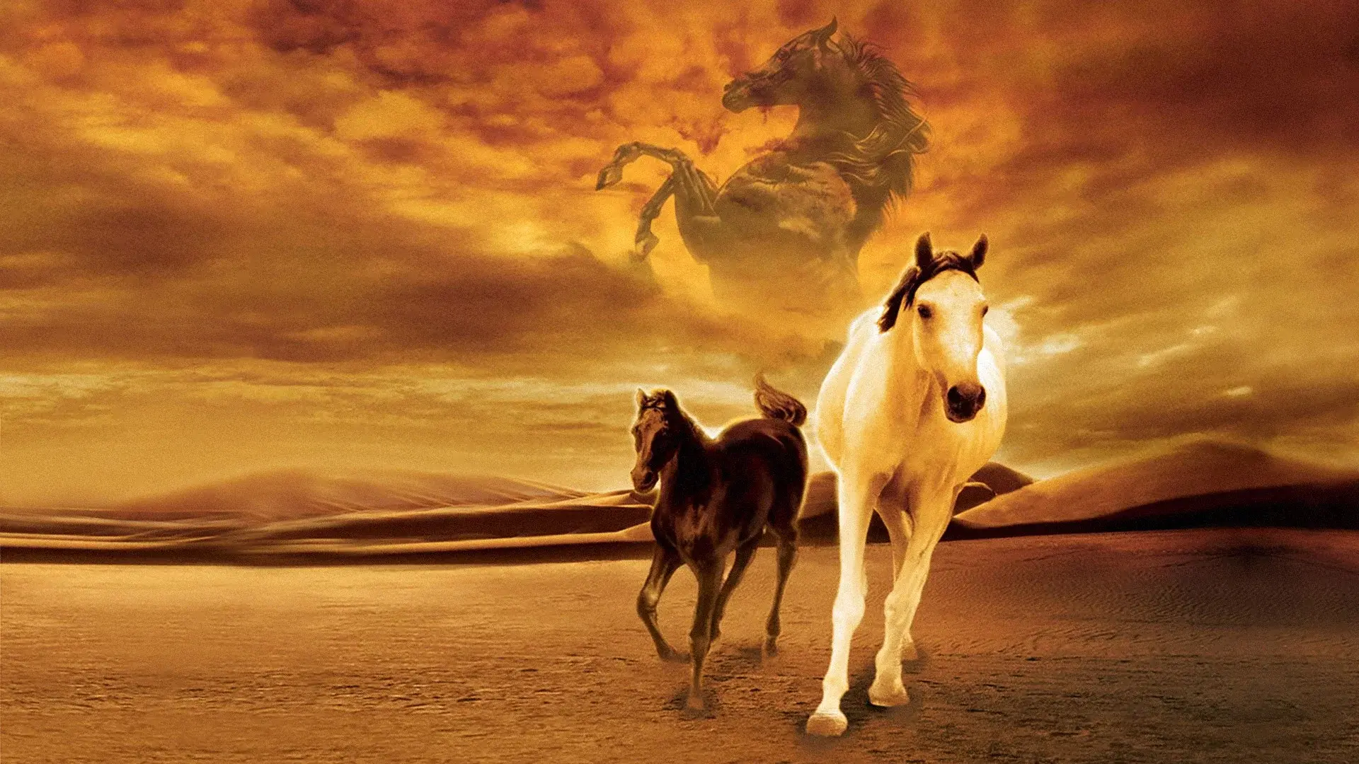 Young Black Stallion backdrop
