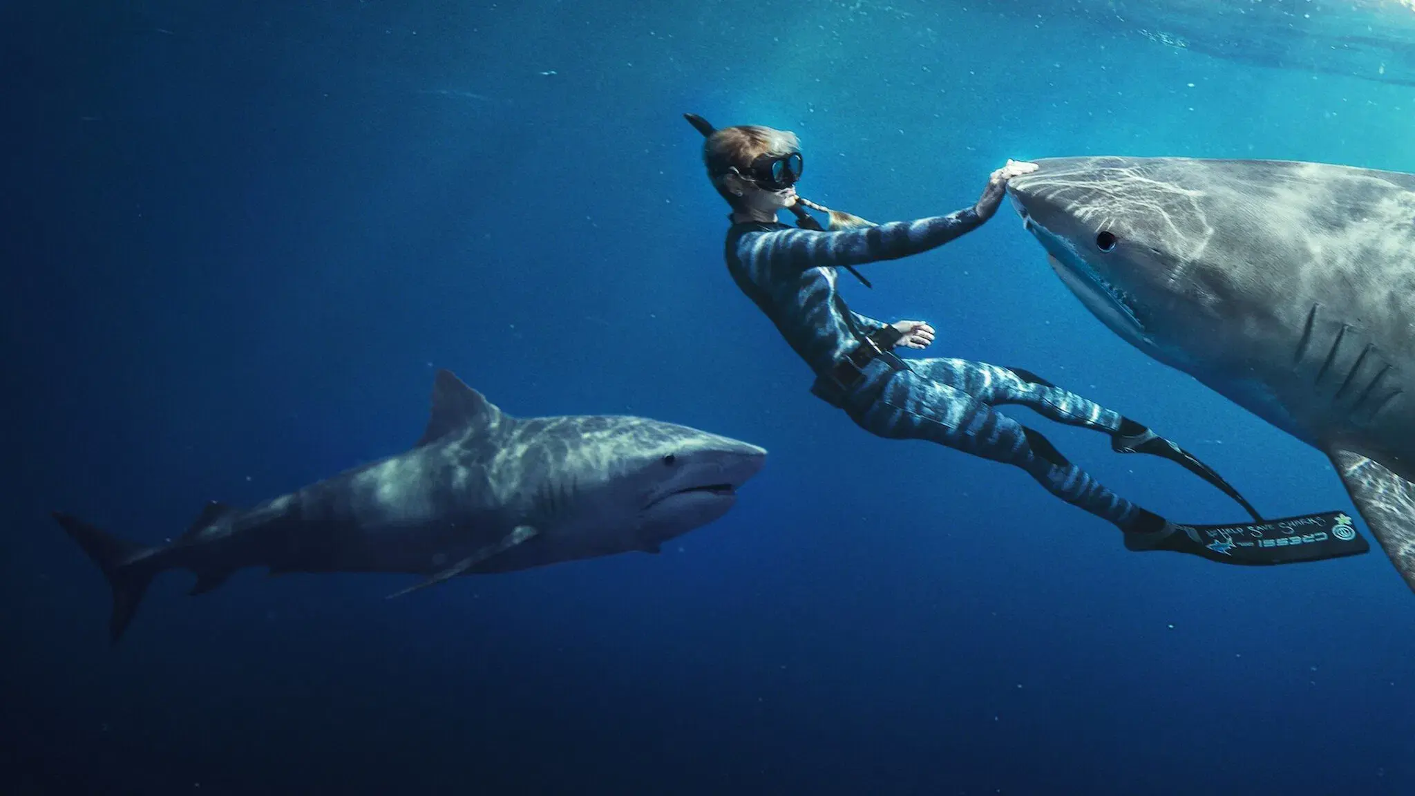 Shark Whisperer backdrop