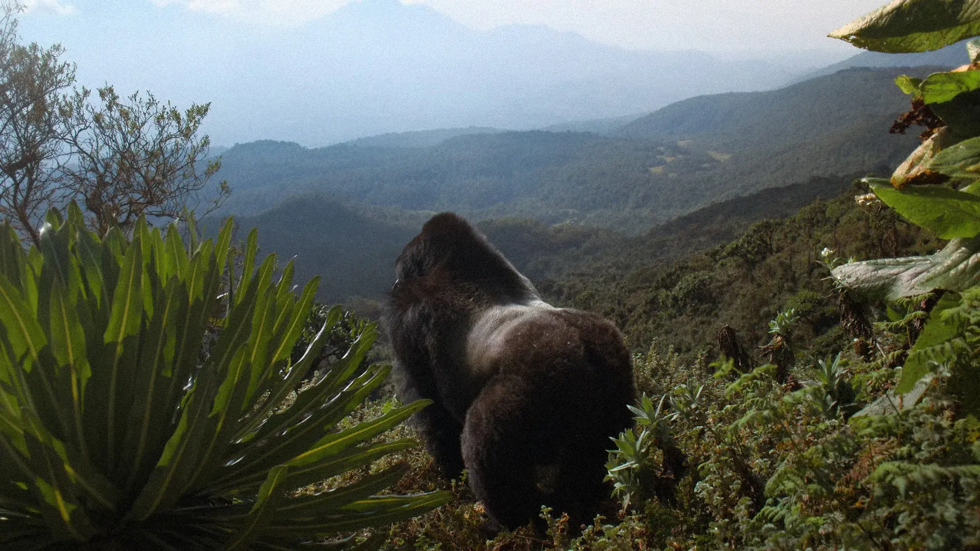A Gorilla Story: Told by David Attenborough backdrop