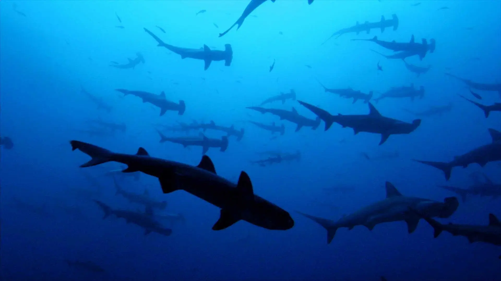 Sharkwater backdrop
