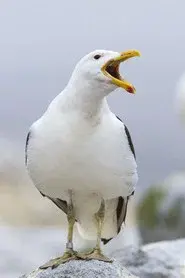 Sully Seagull