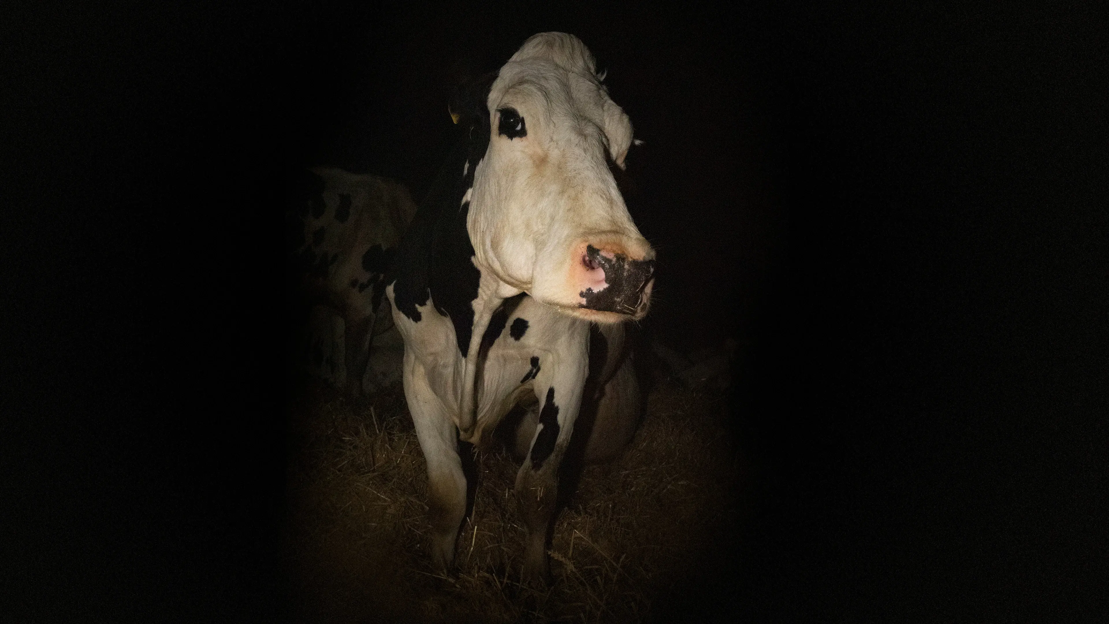 Cow backdrop